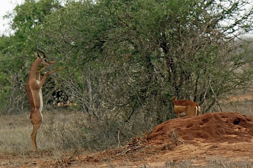 Kenia (435)